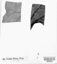 Uromyces beticola image